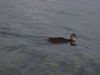 P8060053~0.JPG